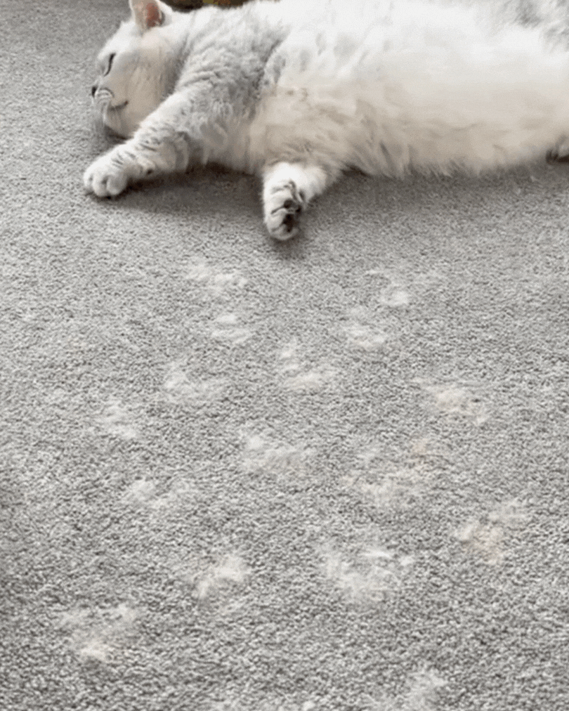 Pet Hair Removal Gloves™✨✨ Buy 1 Get 1 FREE